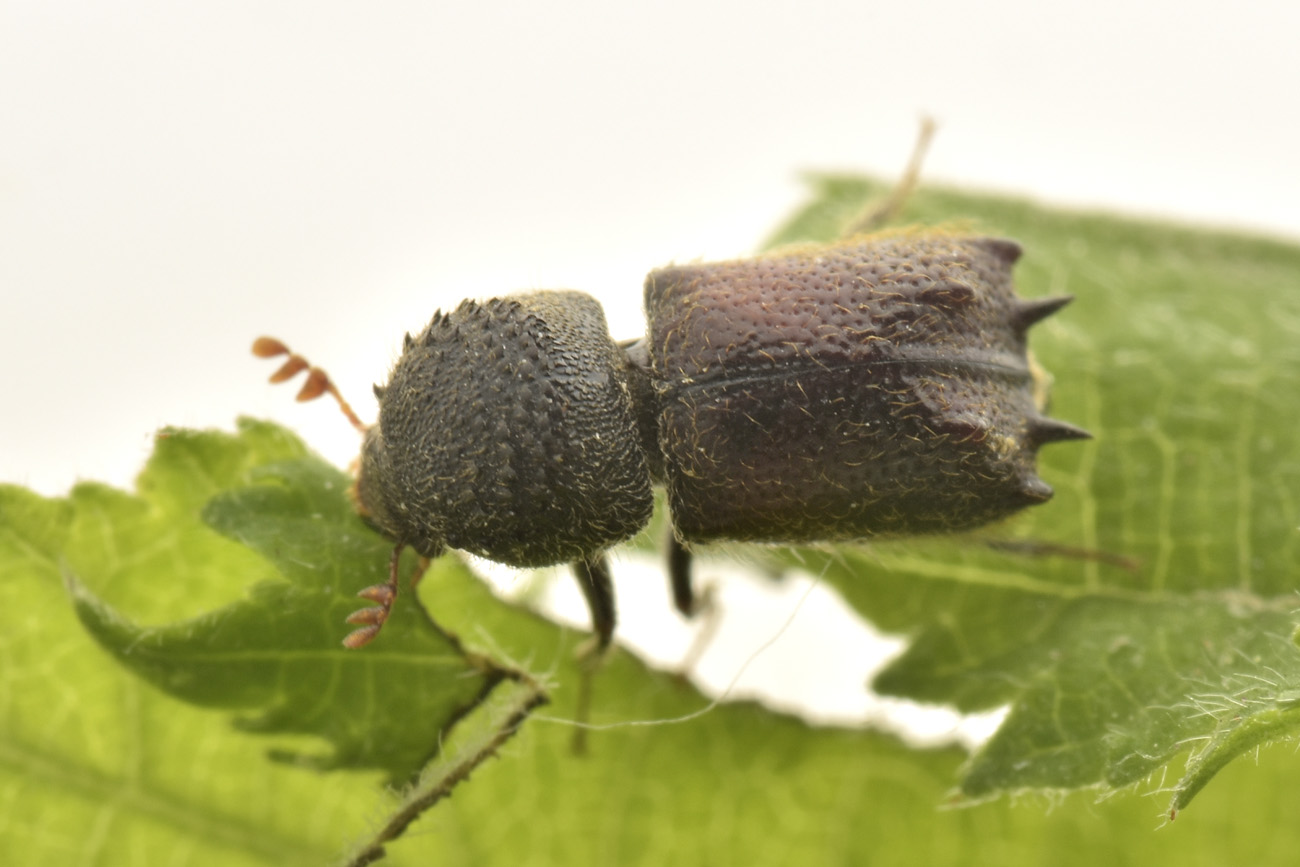 Bostrichidae: Sinoxylon sexdentatum